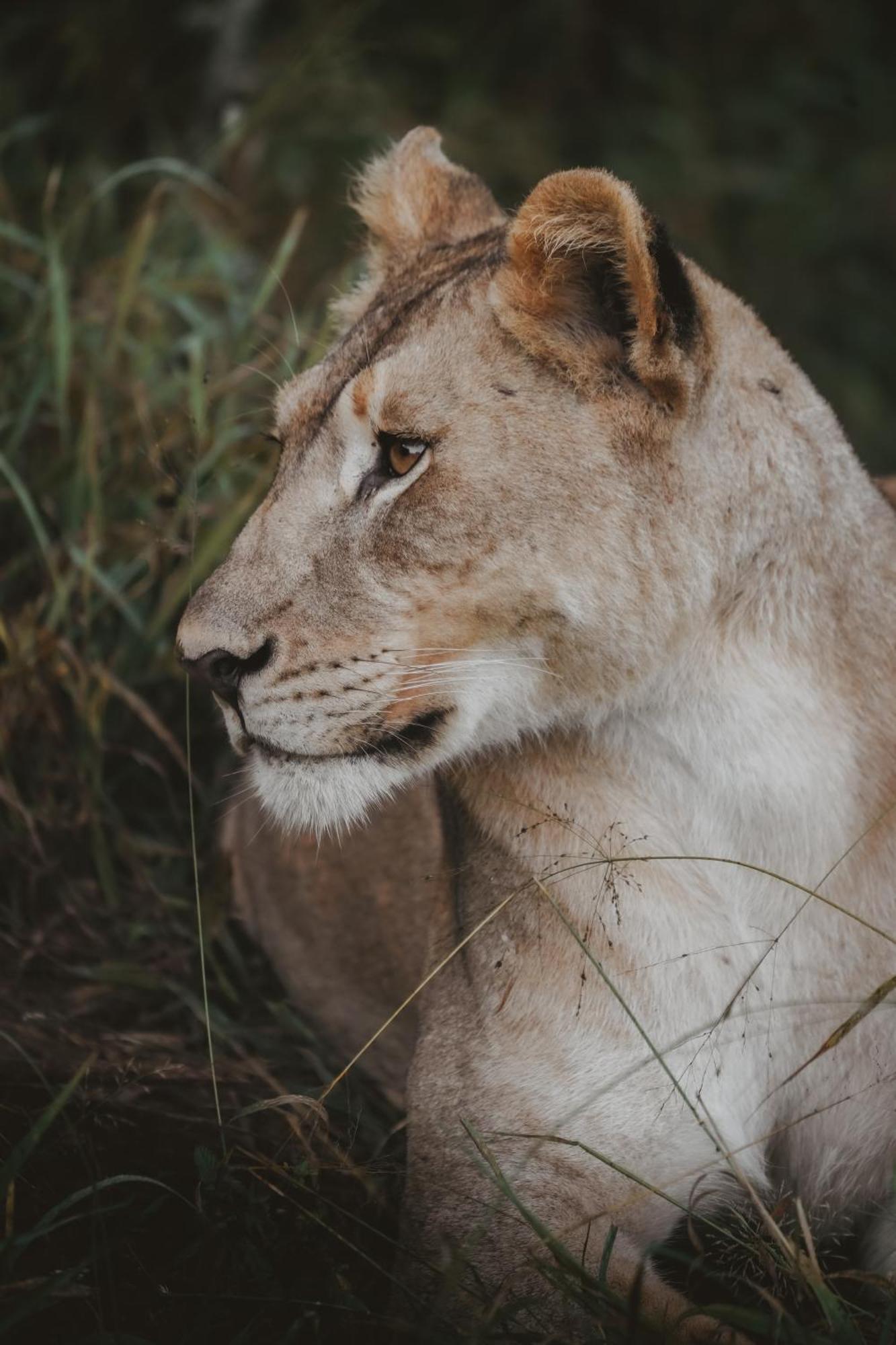 Rhino River Lodge Manyoni Private Game Reserve Екстериор снимка