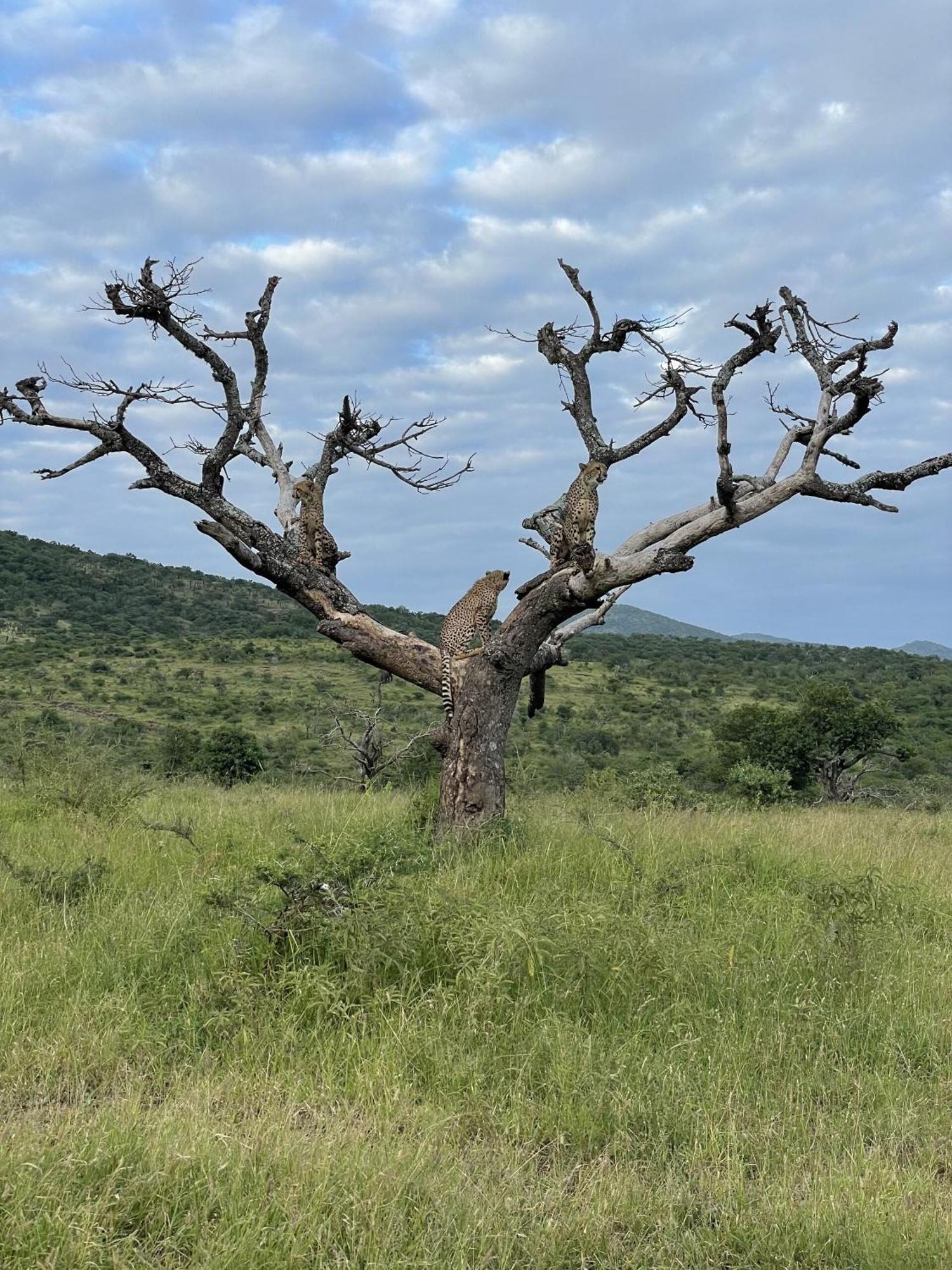 Rhino River Lodge Manyoni Private Game Reserve Екстериор снимка
